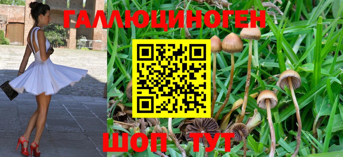 Галлюциногенные грибы Psilocybine cubensis Тюмень